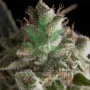 Семена конопли FRESH CANDY feminised oт Pyramid Seeds